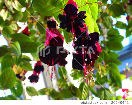 Fuchsia Fuchsia 20540441