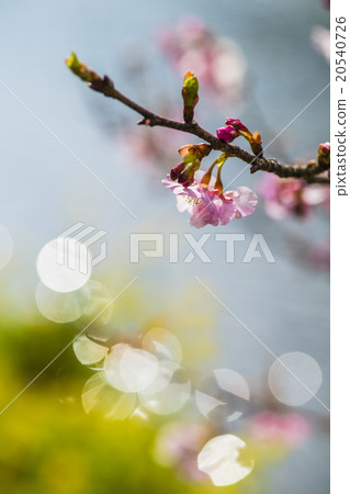 Kawazu cherry blossoms bloom on the waterside of early spring 20540726
