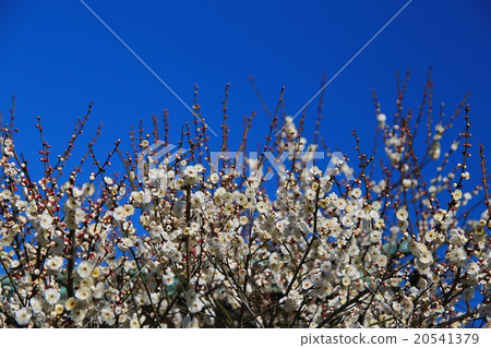 plum plum 20541379