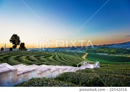 Sunset view of tea plantation landscape Sunset view of tea plantation landscape 20542016