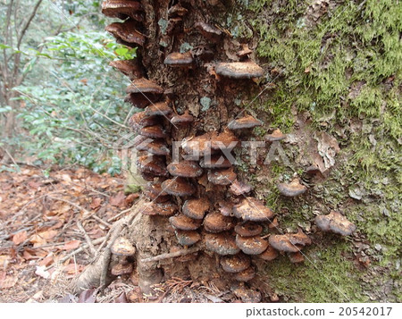 里山 里山 20542017