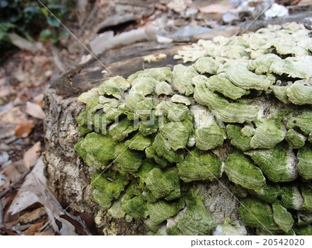 里山 里山 20542020