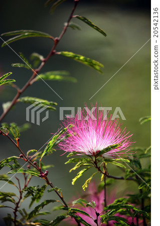 朱纓花 朱纓花 20542136