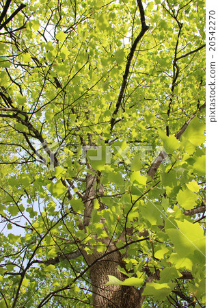 Lily tree Lily tree 20542270