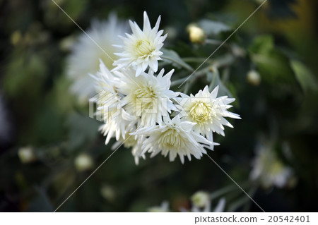 White chalk White chalk 20542401