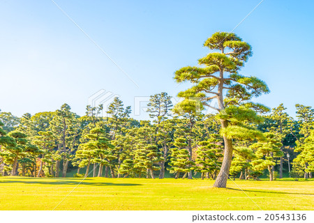 Bonsai tree in the garden of imperial palace at... - Stock Photo [20543136]  - PIXTA
