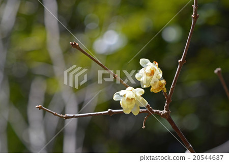 Rowbai (wax plum) 20544687