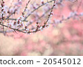 plum	 20545012