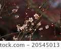 plum	 20545013