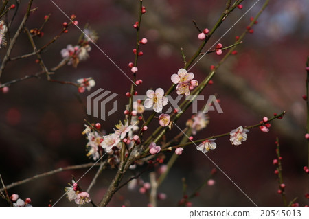 梅 梅 20545013