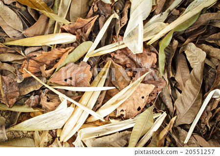 Different dried leaf on ground. 20551257