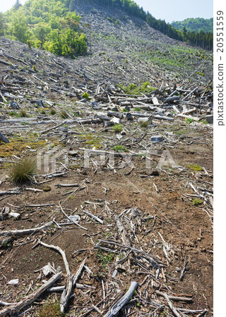 deforestation 20551559