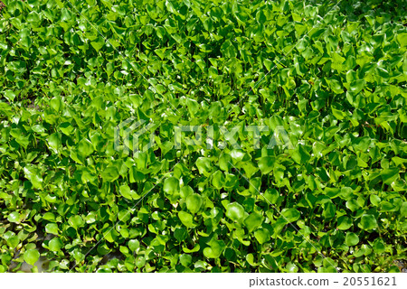 Cambodia Siem Reap Ben Melia ruins 20551621