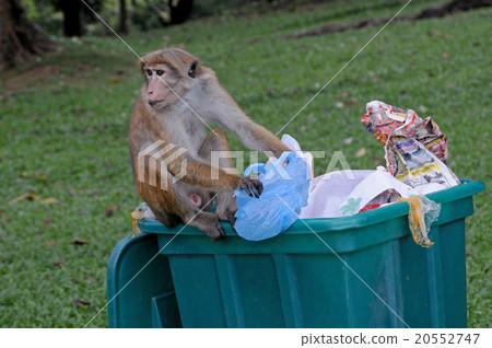 monkey sorts garbage monkey sorts garbage 20552747