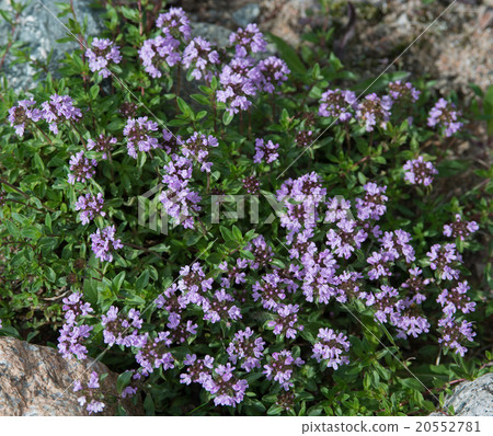 Thyme blossom Thyme blossom 20552781