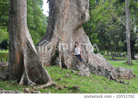 tourist near giant tropical tree tourist near giant tropical tree 20552782
