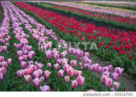 tulip rows tulip rows 20552783