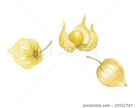 金色漿果食用澱粉 金色漿果食用澱粉 20552787