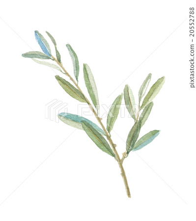 Olive leaves Olive leaves 20552788