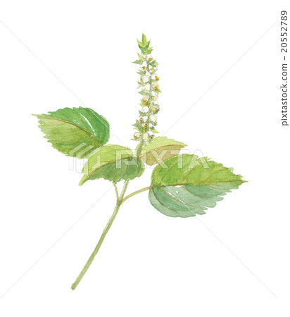 Sesame Sesame 20552789