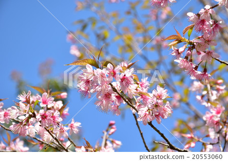 Cherry blossom branches Cherry blossom branches 20553060