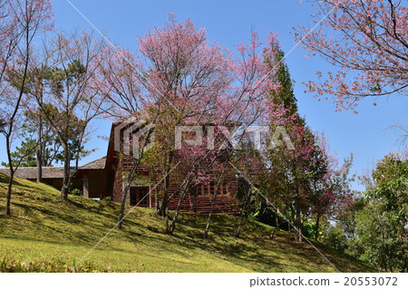 house with cherry blossom in the garden house with cherry blossom in the garden 20553072
