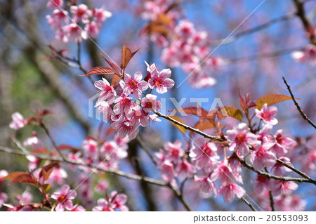 Cherry blossom branches Cherry blossom branches 20553093