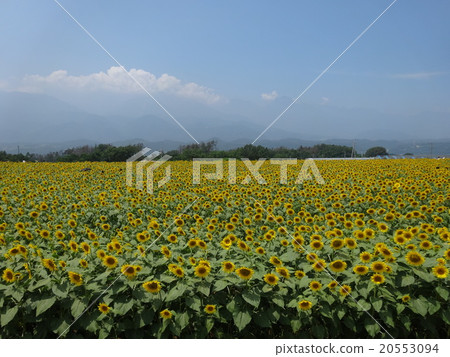 Sunflower field Sunflower field 20553094