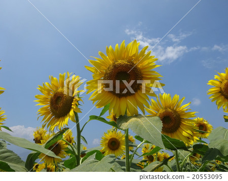 夏天的向日葵 夏天的向日葵 20553095