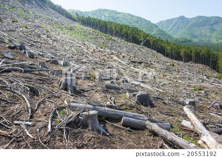 deforestation 20553192