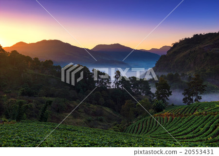 Strawberry garden at Doi Ang Khang,Thailand 20553431