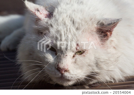 Losing cat 20554004