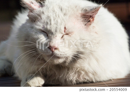 Fiery cat losing to a fight and lining a loner 20554009