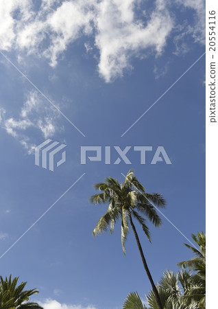 夏威夷 夏威夷 20554116