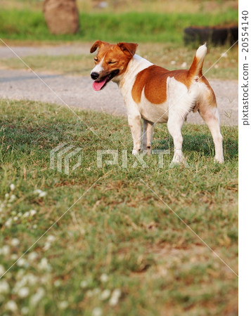 happy active cute jack Russel playing around farm 20554140