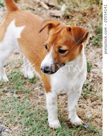 happy active cute jack Russel playing around farm happy active cute jack Russel playing around farm 20554141