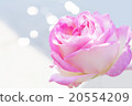 Sparkling roses 20554209