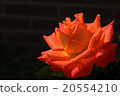 Antique style rose 20554210