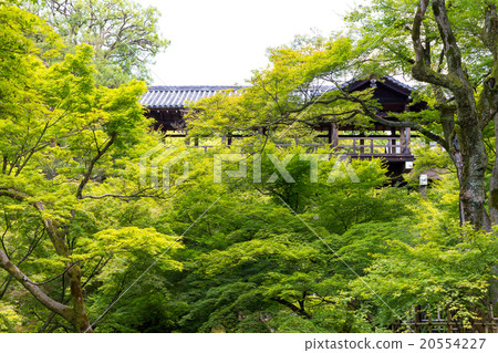 Tofukuji - the fresh green Tonenbashi 20554227