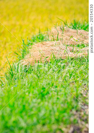 比收穫早的划船路線和水稻 - 秋天的鄉村景觀 -  20554330