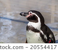 洪堡企鵝（井之頭動物園） 20554417