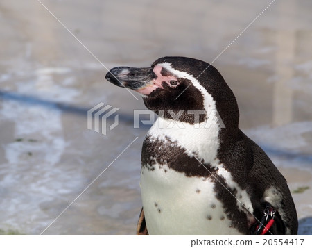 洪堡企鵝（井之頭動物園） 20554417
