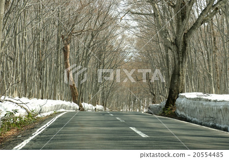 Mountain path of Shirakaba street Mountain path of Shirakaba street 20554485