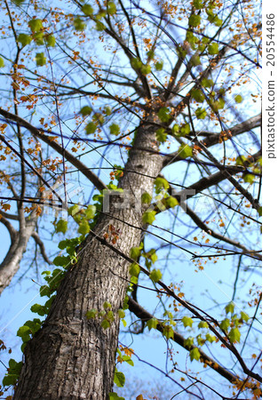 Around fresh green Around fresh green 20554486