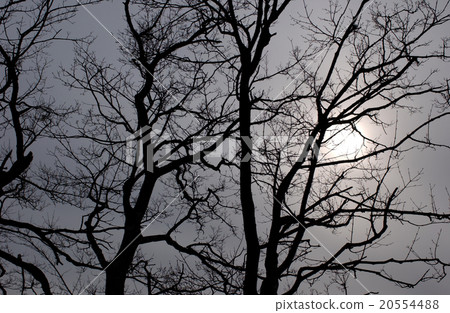 Clouds and backlight and wood branches 20554488