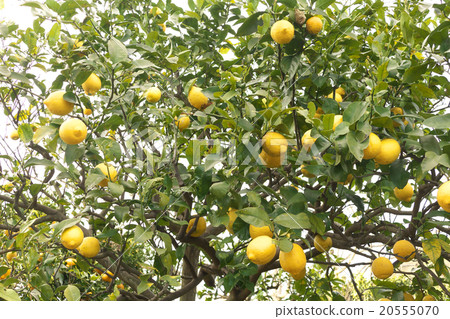 Setouchi lemon (domestic lemon cultivation) - Hiroshima ken Onomichi Setoda Setouchi lemon (domestic lemon cultivation) - Hiroshima ken Onomichi Setoda 20555070