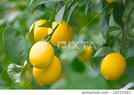 Domestic lemon cultivation (Setouchi lemon) - Hiroshima ken Onomichi Setoda 20555081