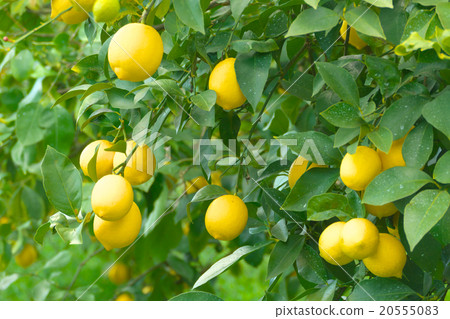 Domestic lemon cultivation (Setouchi lemon) - Hiroshima ken Onomichi Setoda Domestic lemon cultivation (Setouchi lemon) - Hiroshima ken Onomichi Setoda 20555083