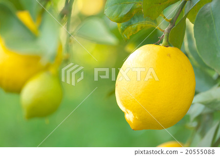 Setouchi lemon (domestic lemon cultivation) - Hiroshima ken Onomichi Setoda 20555088