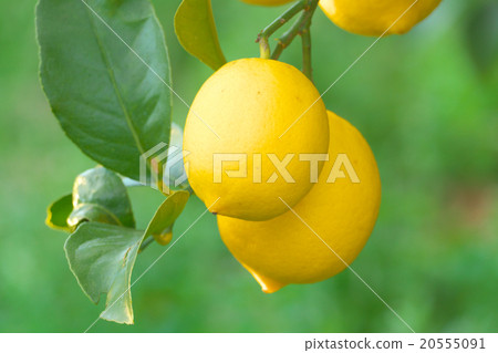 國內檸檬栽培(瀨戶內檸檬) - 廣島ken尾道瀨戶田 國內檸檬栽培(瀨戶內檸檬) - 廣島ken尾道瀨戶田 20555091